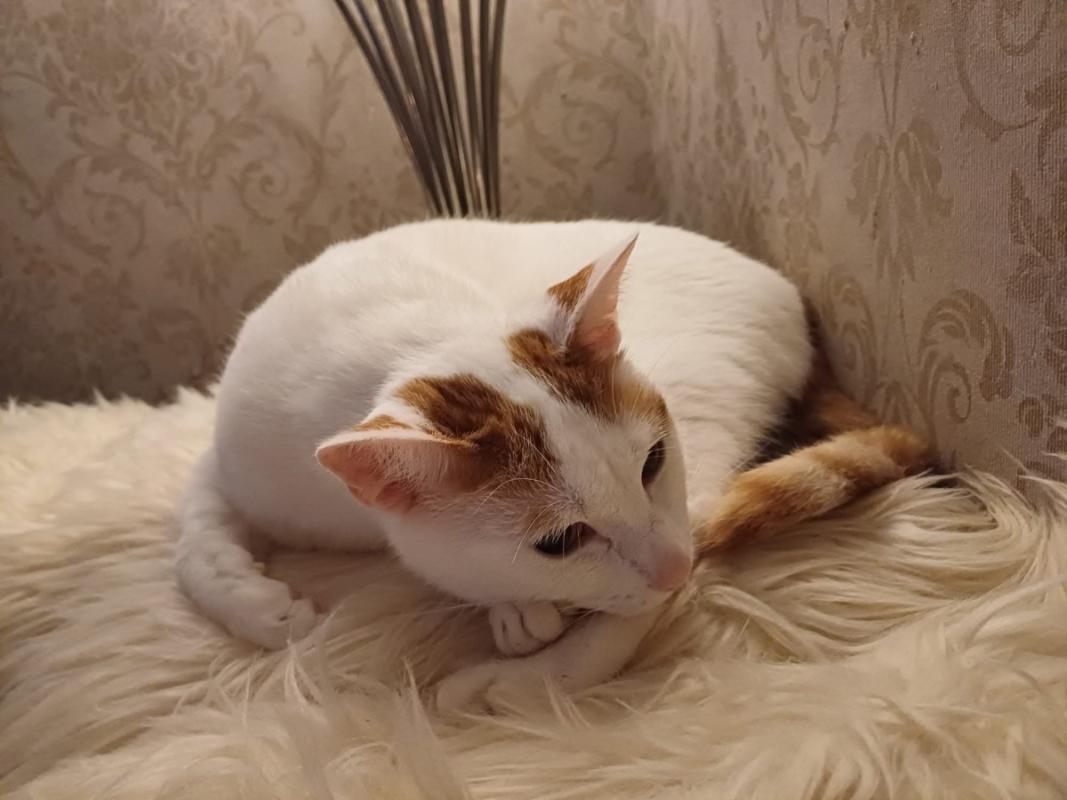 Gizmo