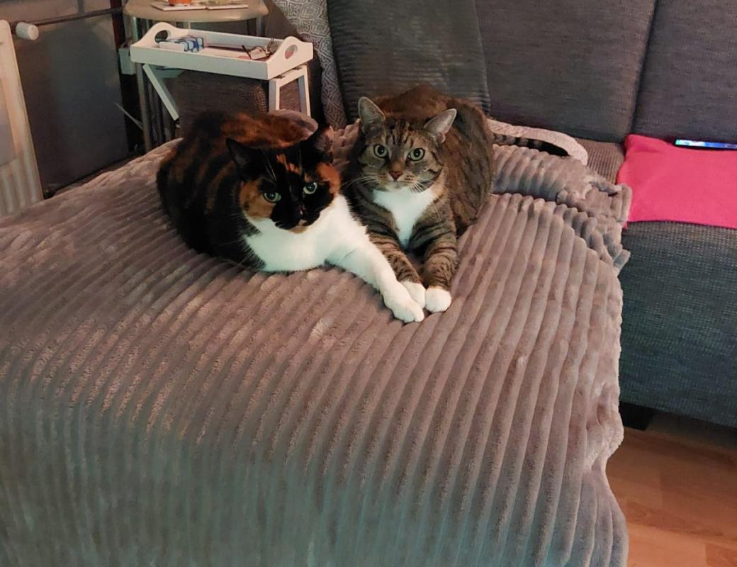 Tijgertje