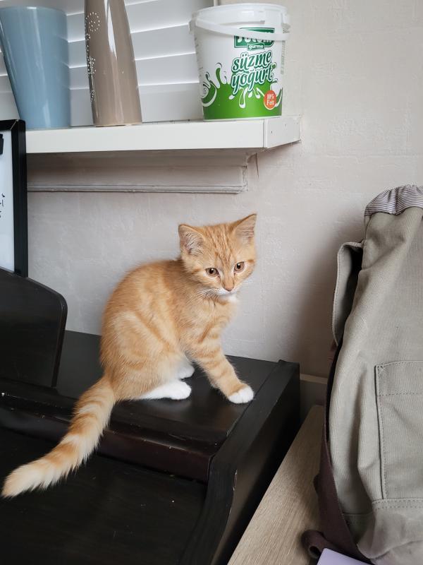 Mishy