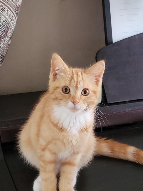 Mishy