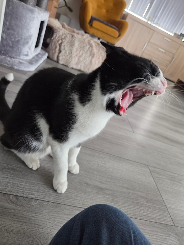 Chester
