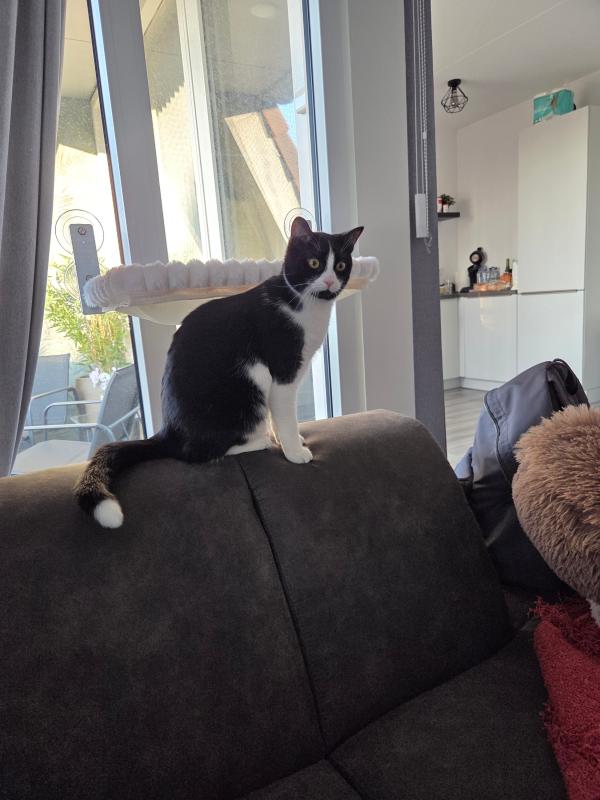 Chester