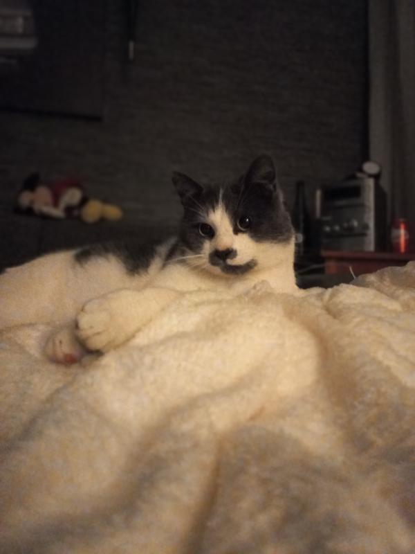 Gremlin