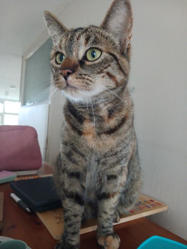 Kitty