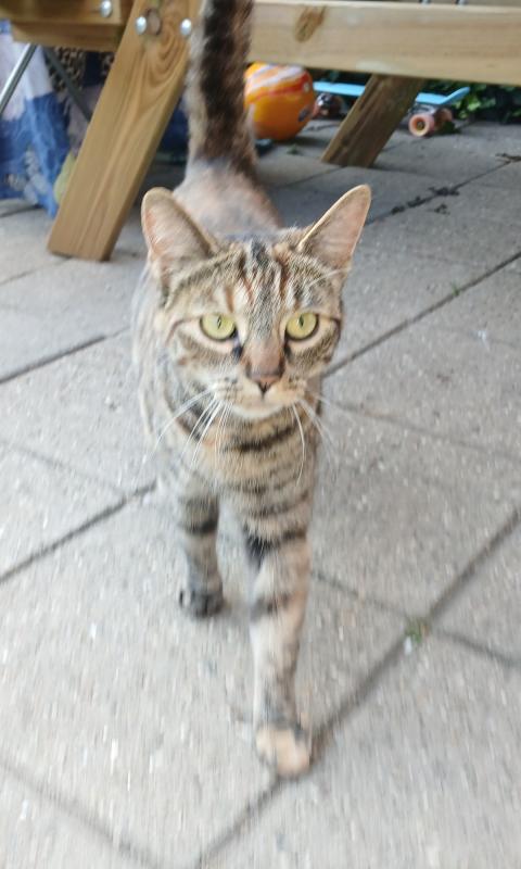 Kitty