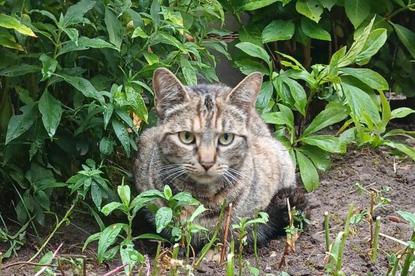 Kitty