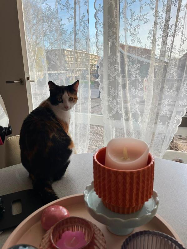 Pluisje