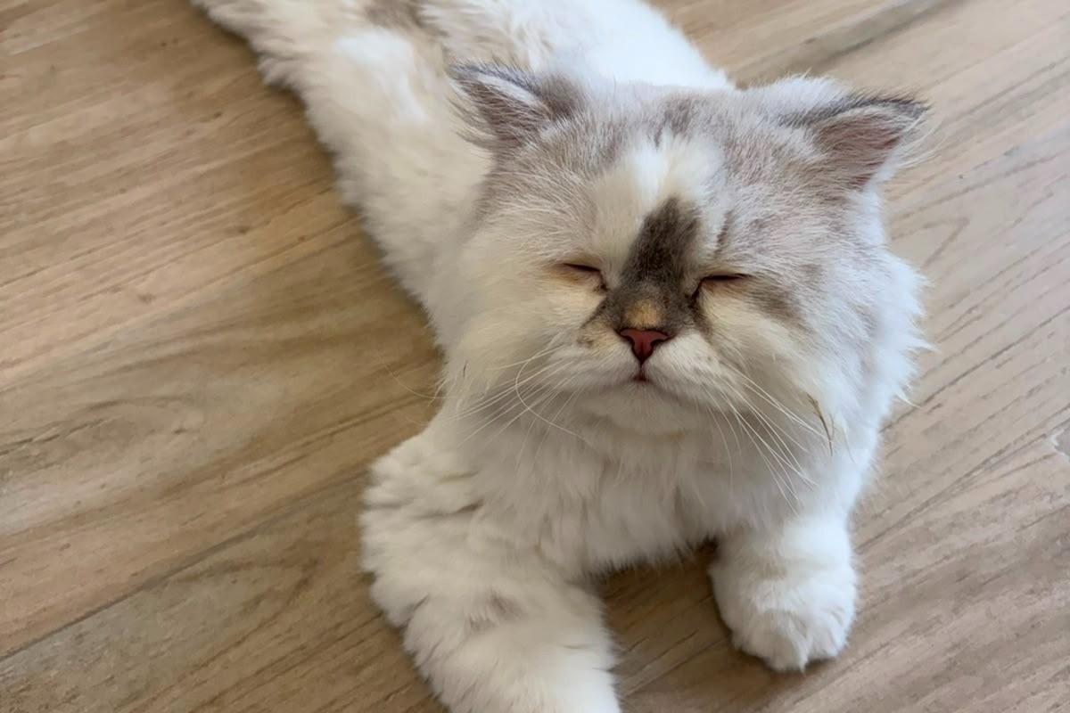 Georgie