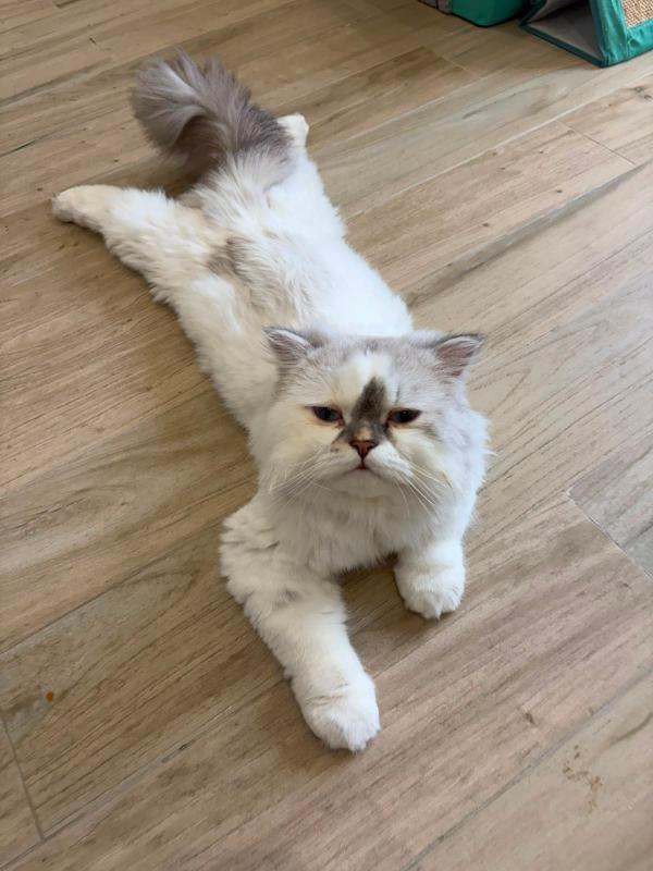 Georgie