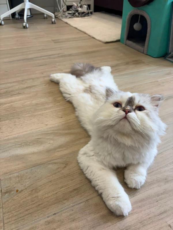 Georgie
