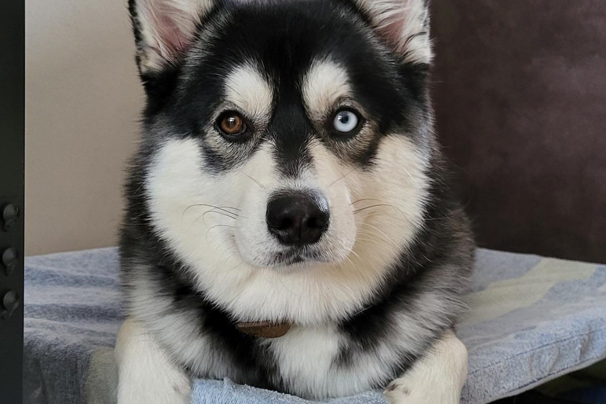 Max