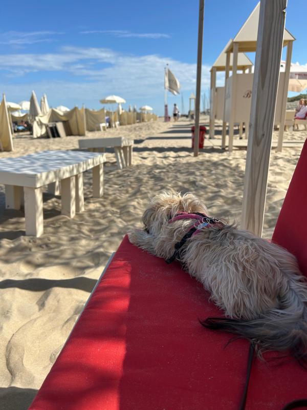 Dasha