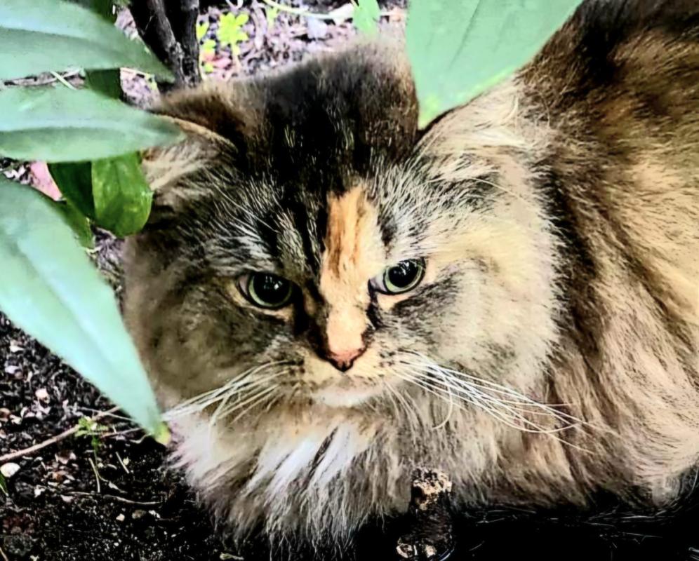 Gigi