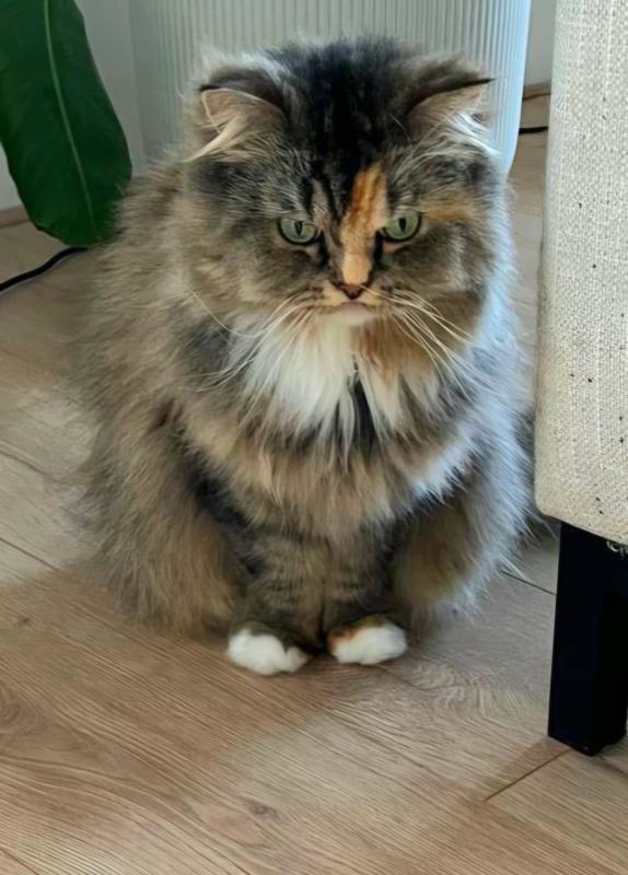 Gigi