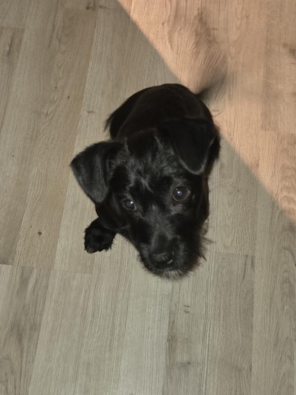 Cooper