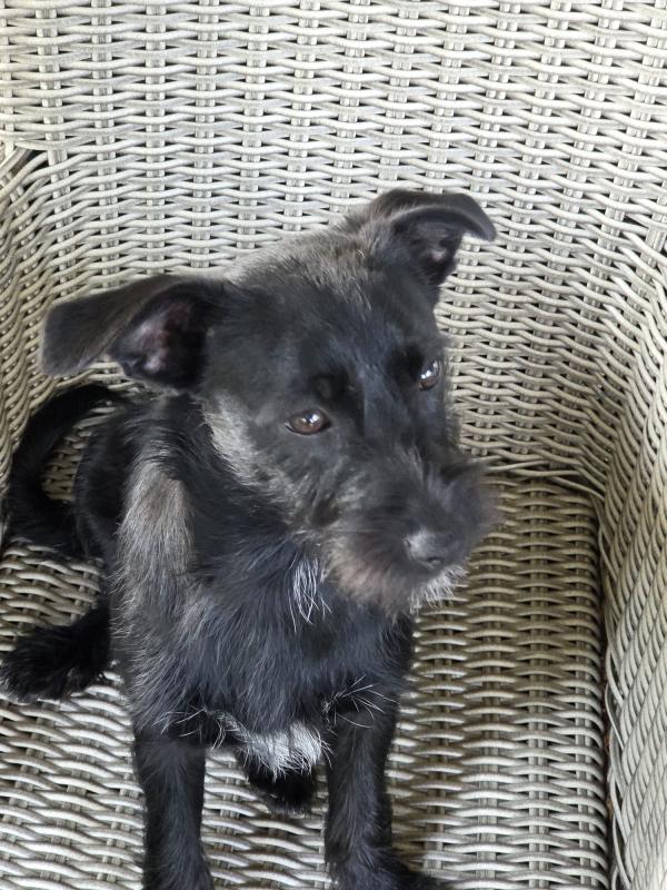 Cooper