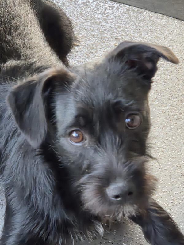 Cooper