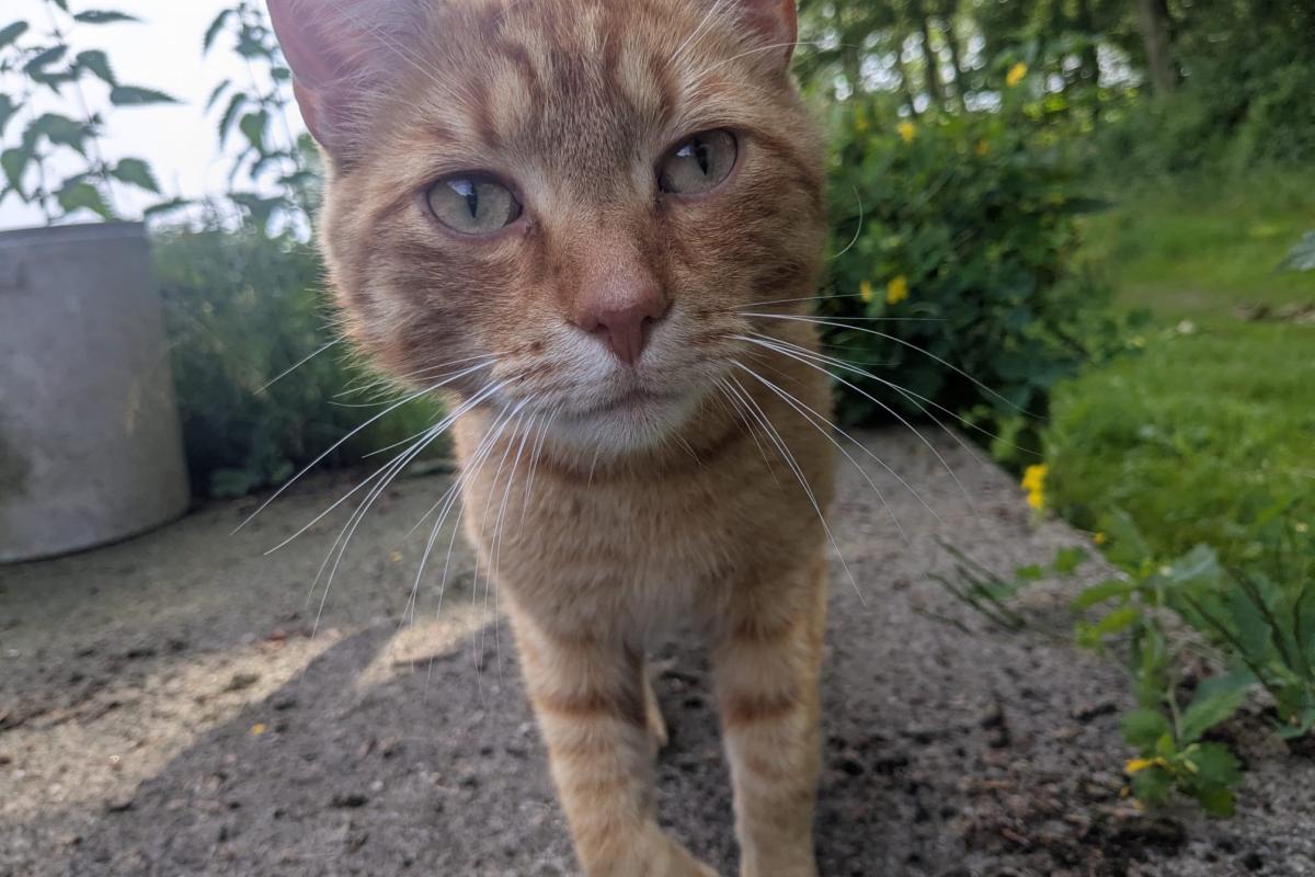Henry