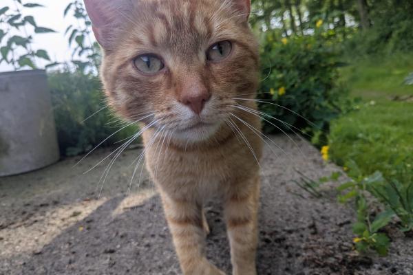Henry