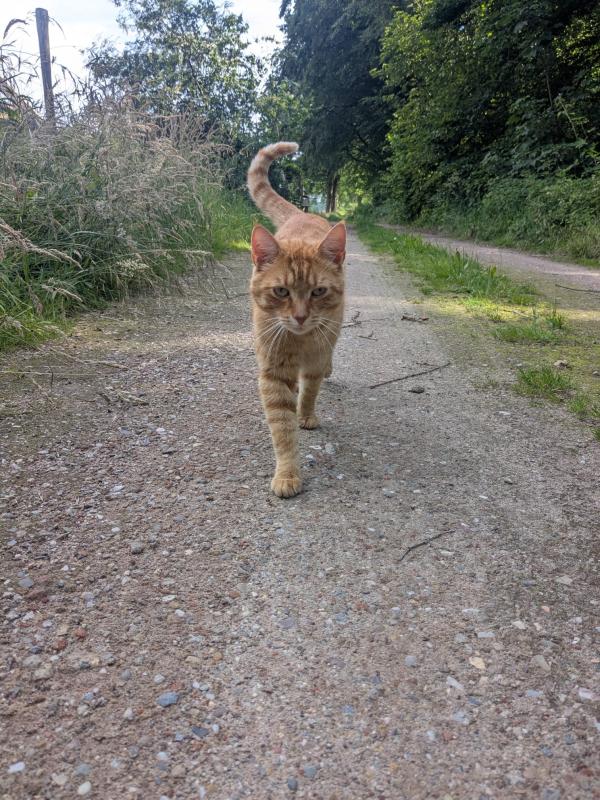 Henry