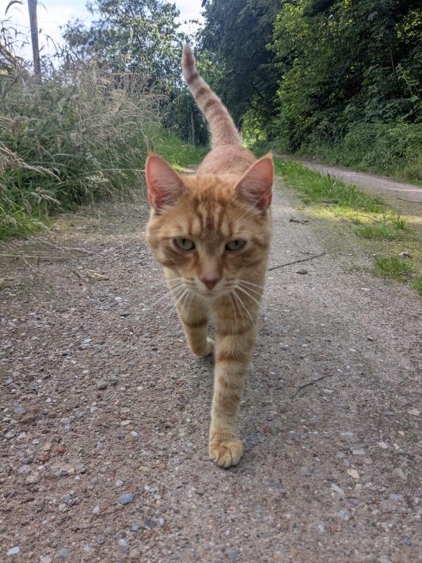 Henry