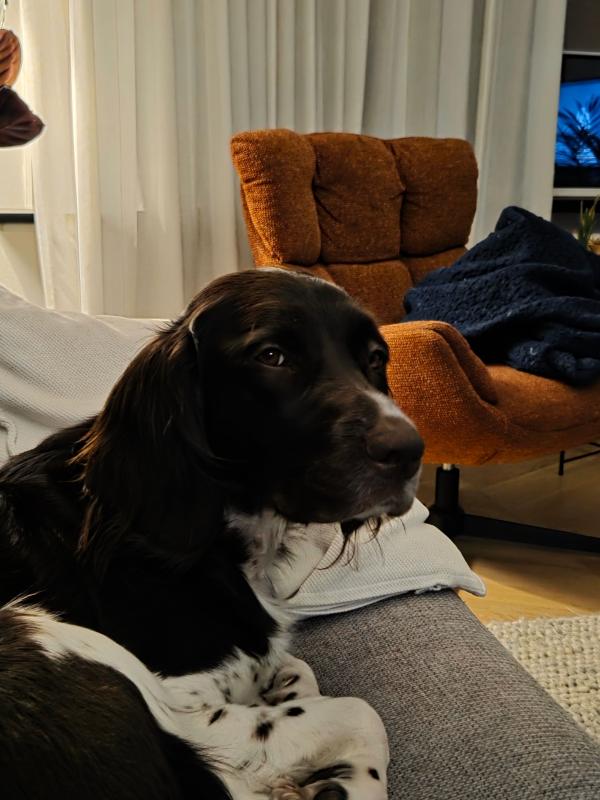 Nova