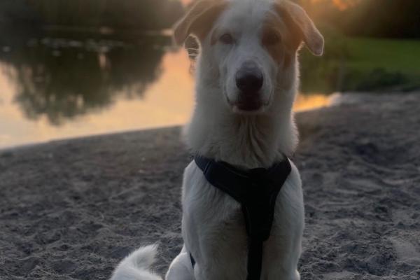 Chalky