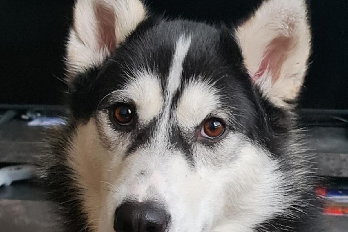 Fenrir Shadow