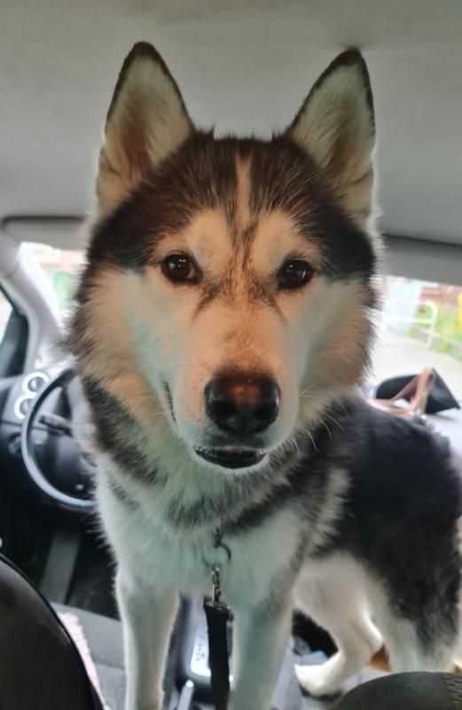 Fenrir Shadow