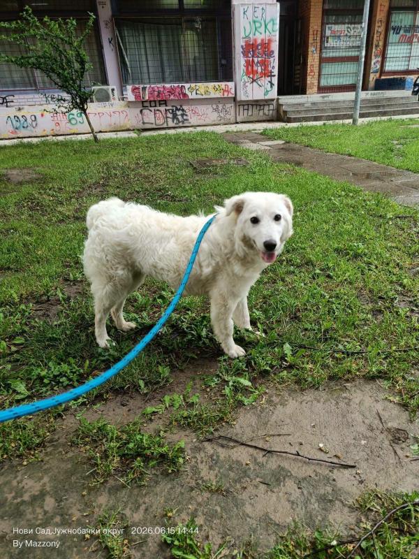 Belka