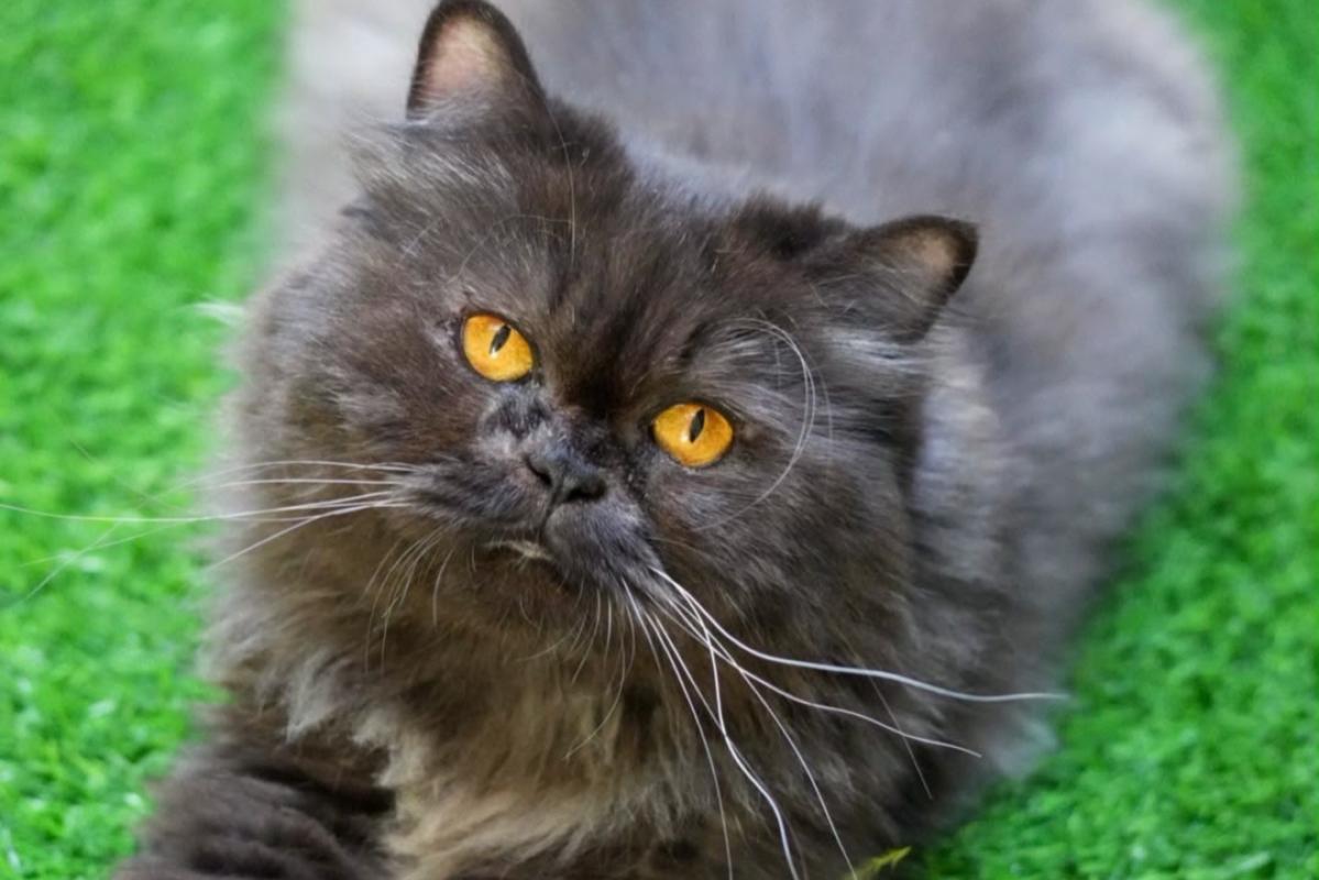 Smokey
