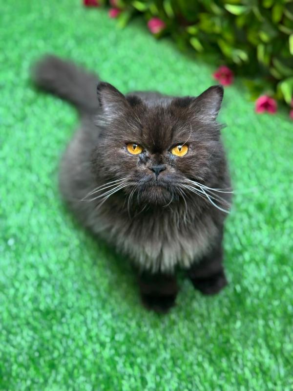 Smokey