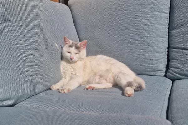 Chira