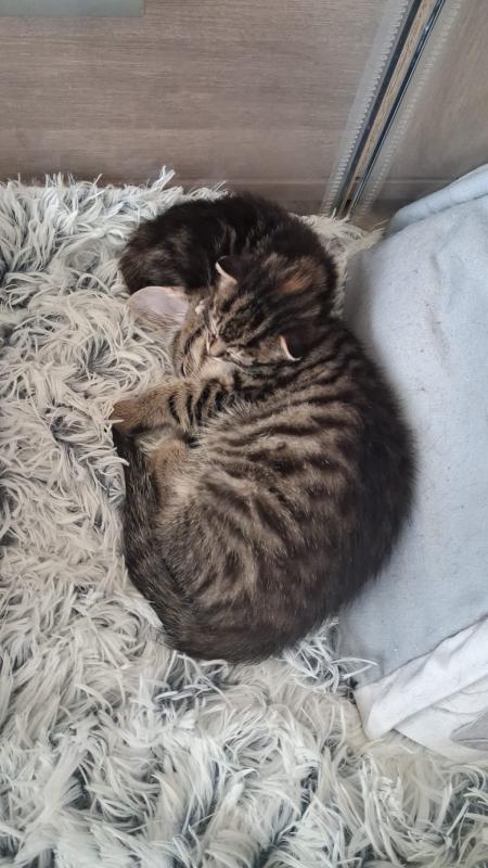 Jaxx