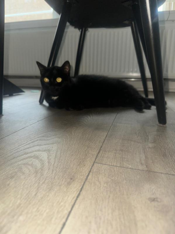 Dotje