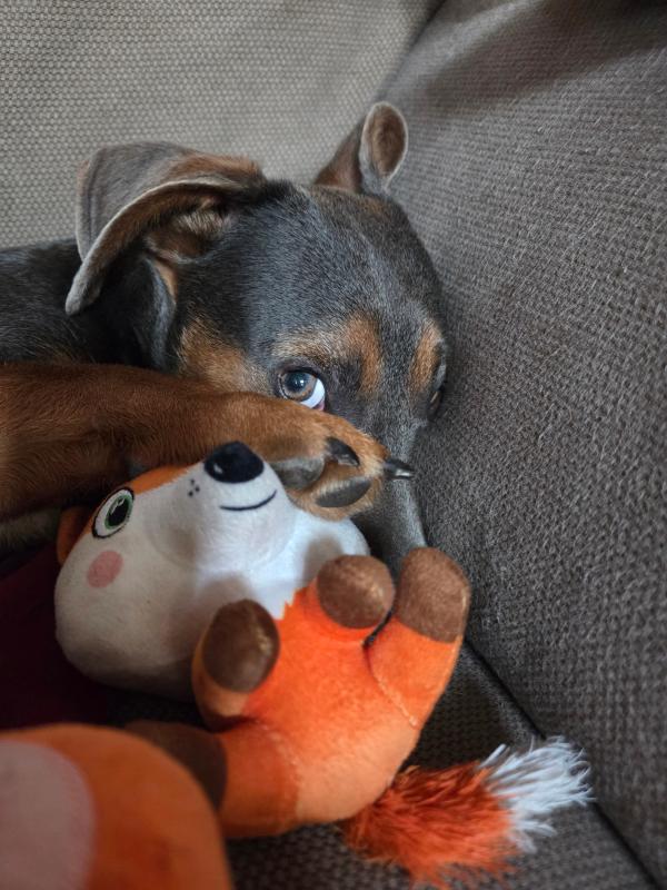 Obi