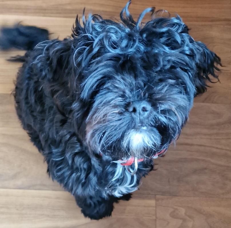 Snuffie