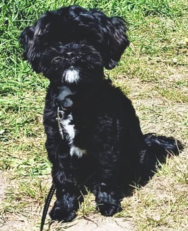 Snuffie