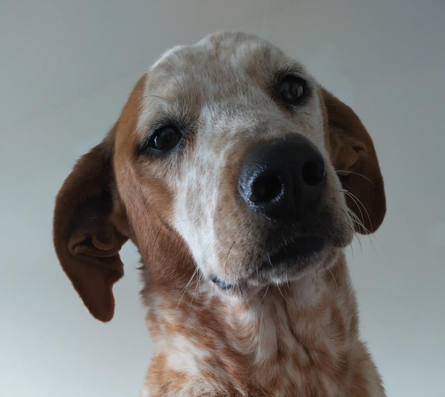 Penny