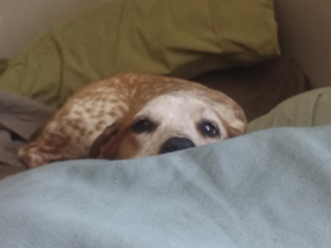 Penny