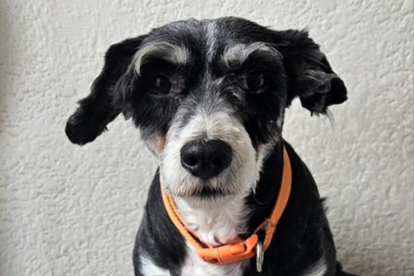 *SPOED* Benji