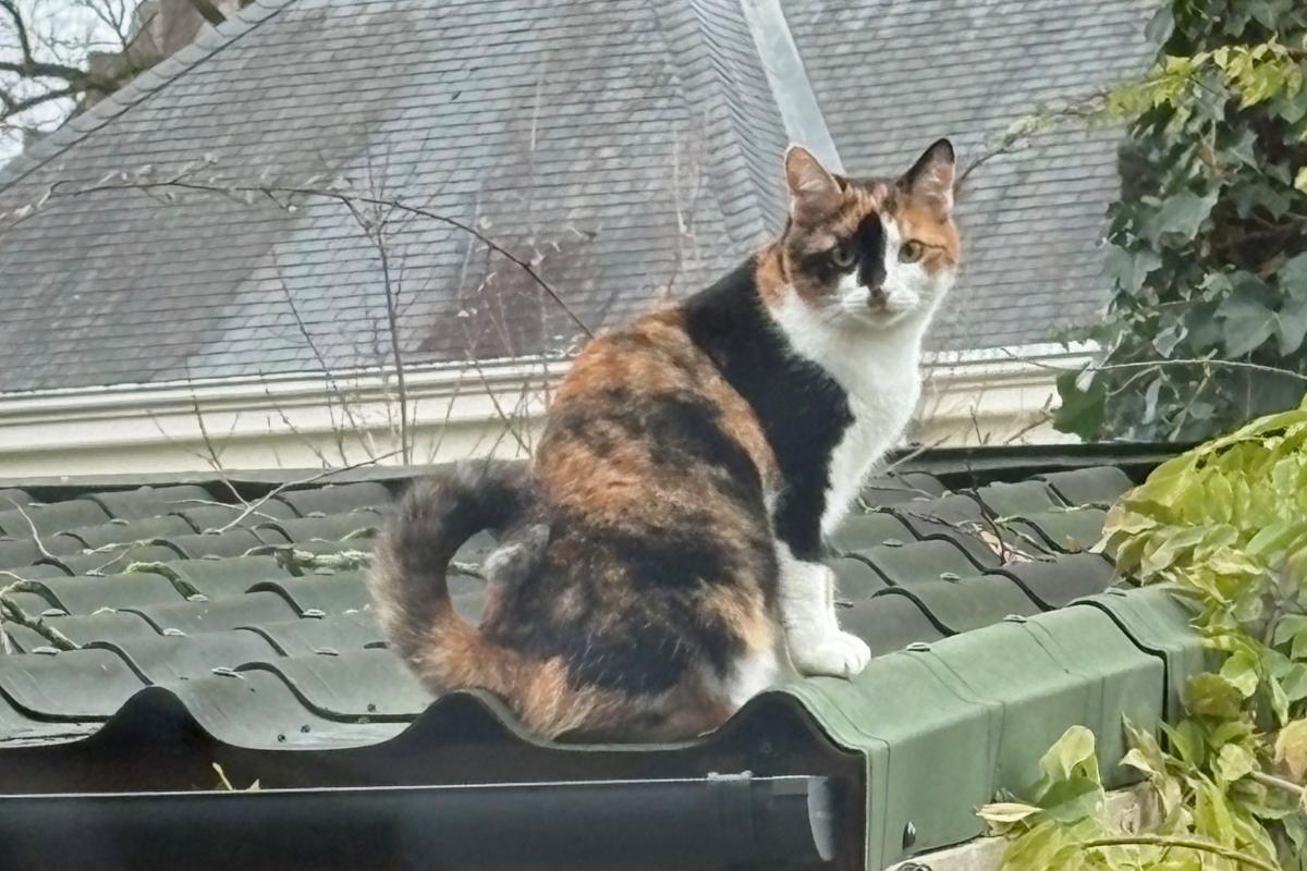 Jet