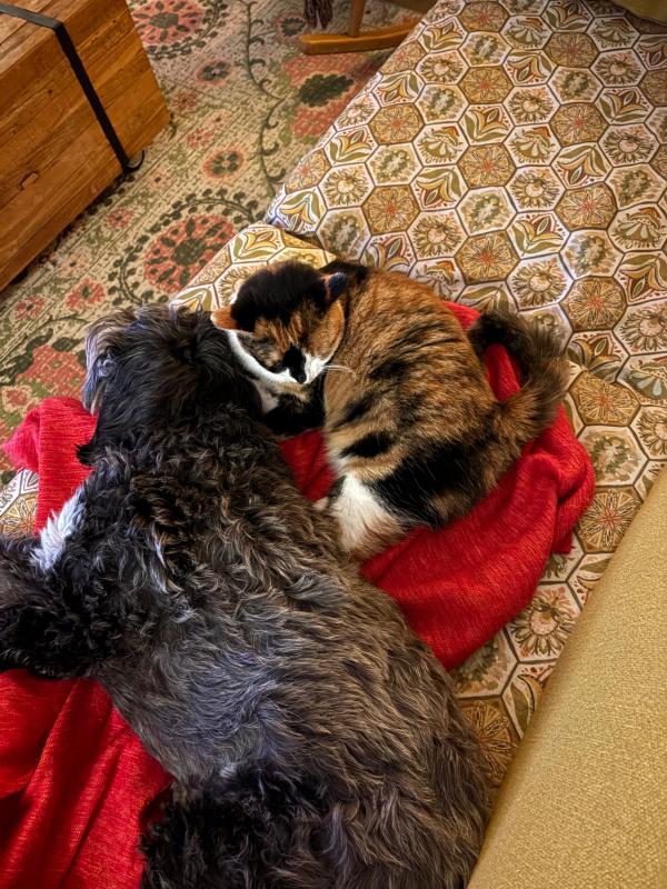 Jet