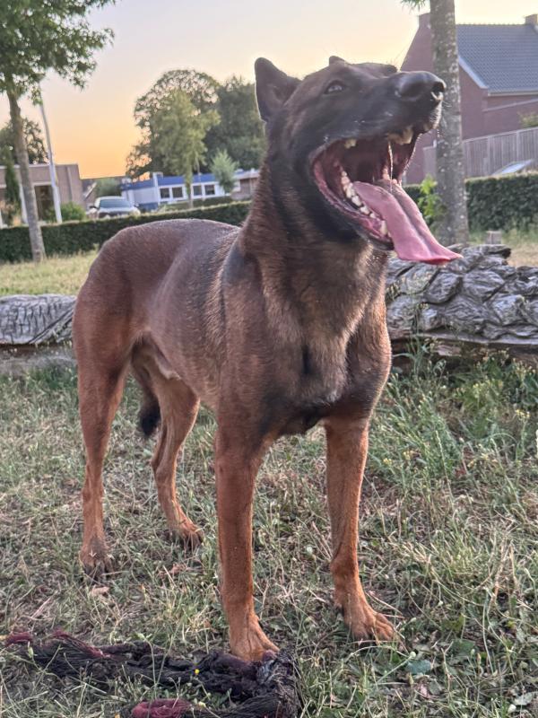 Dex