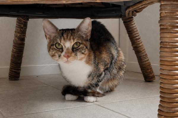 Nina