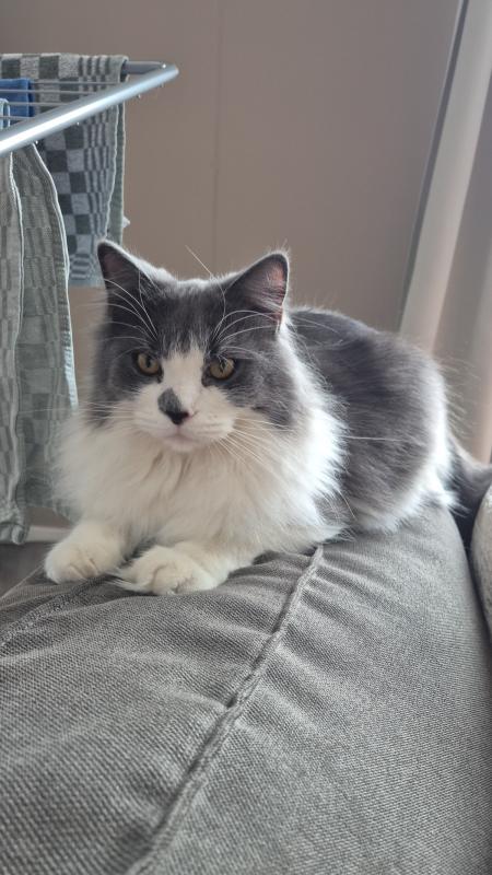 Simba