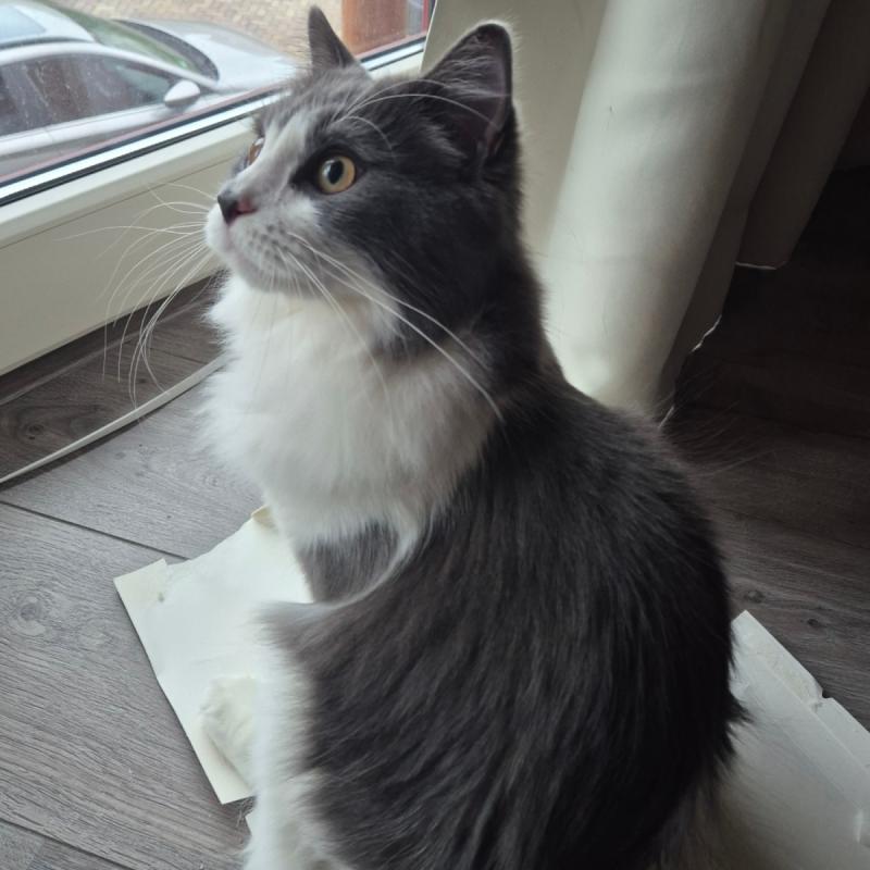 Simba