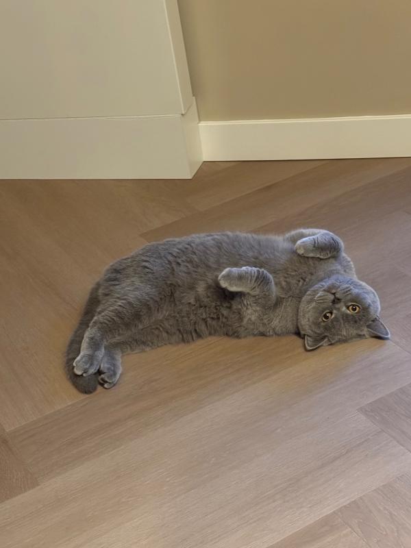 Tom