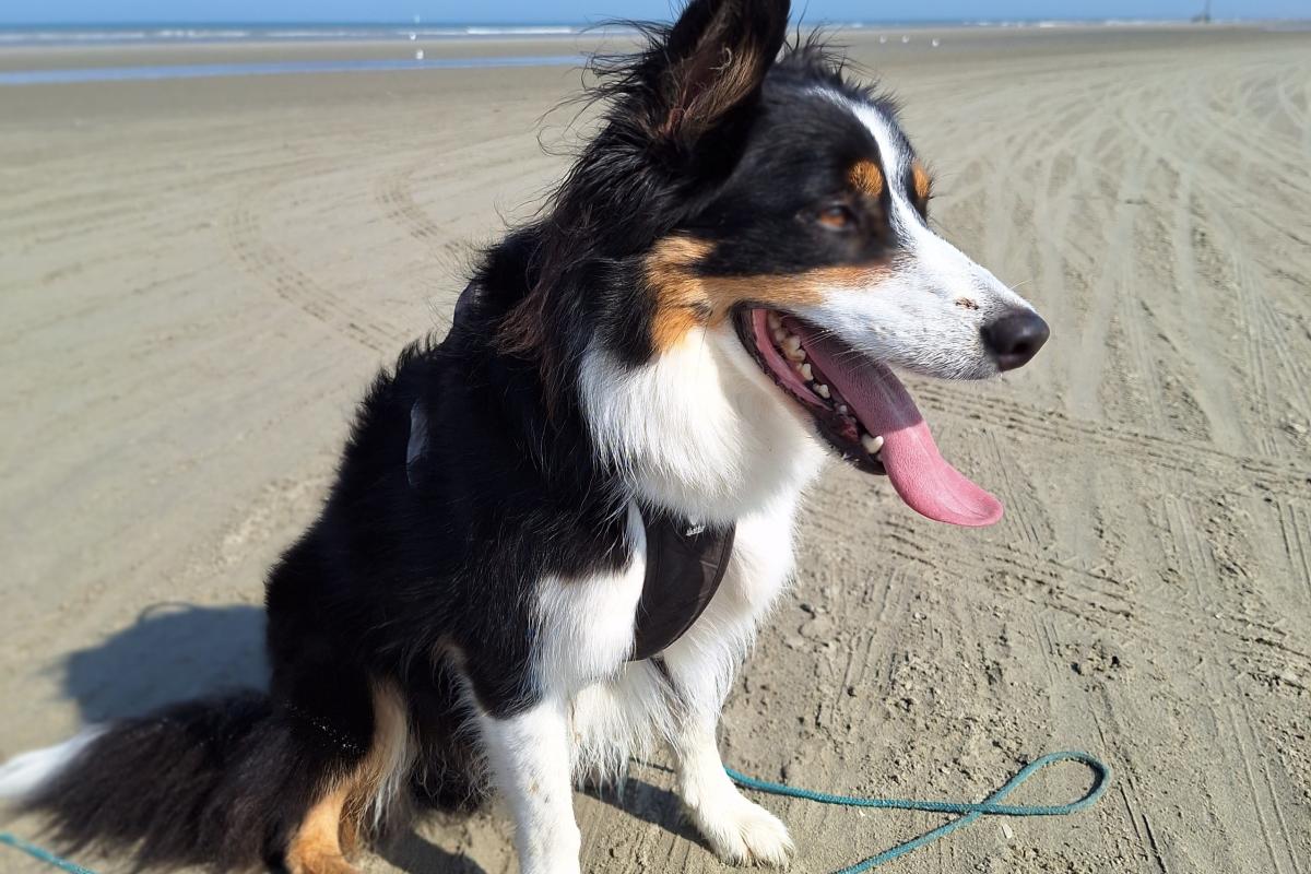 Floris