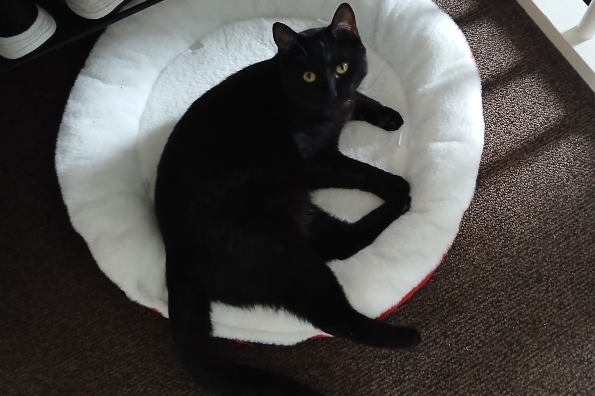 Zorro
